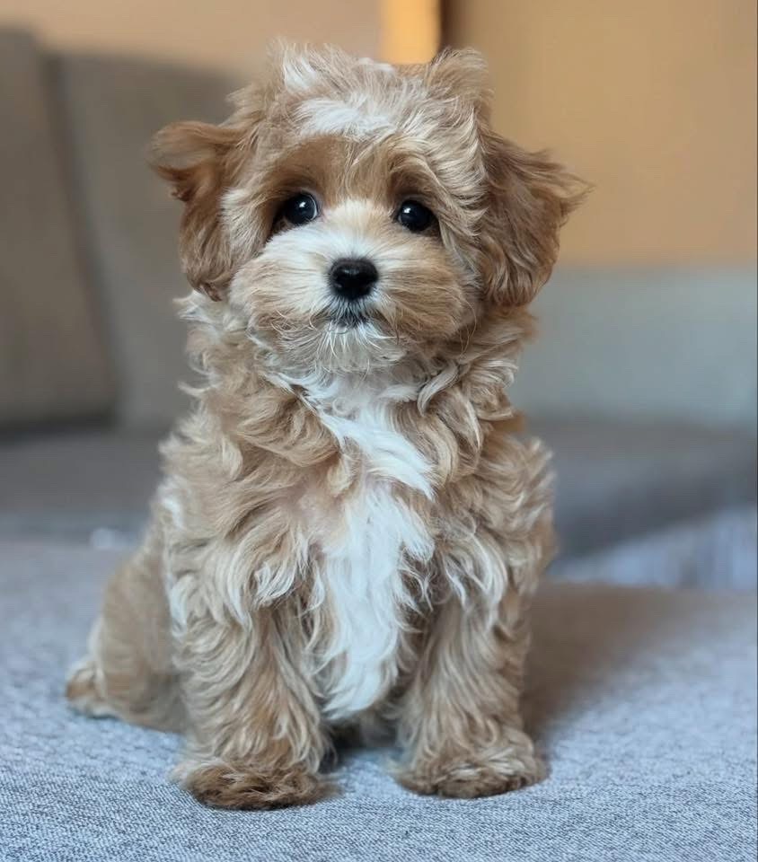 Teacup Maltese Puppy