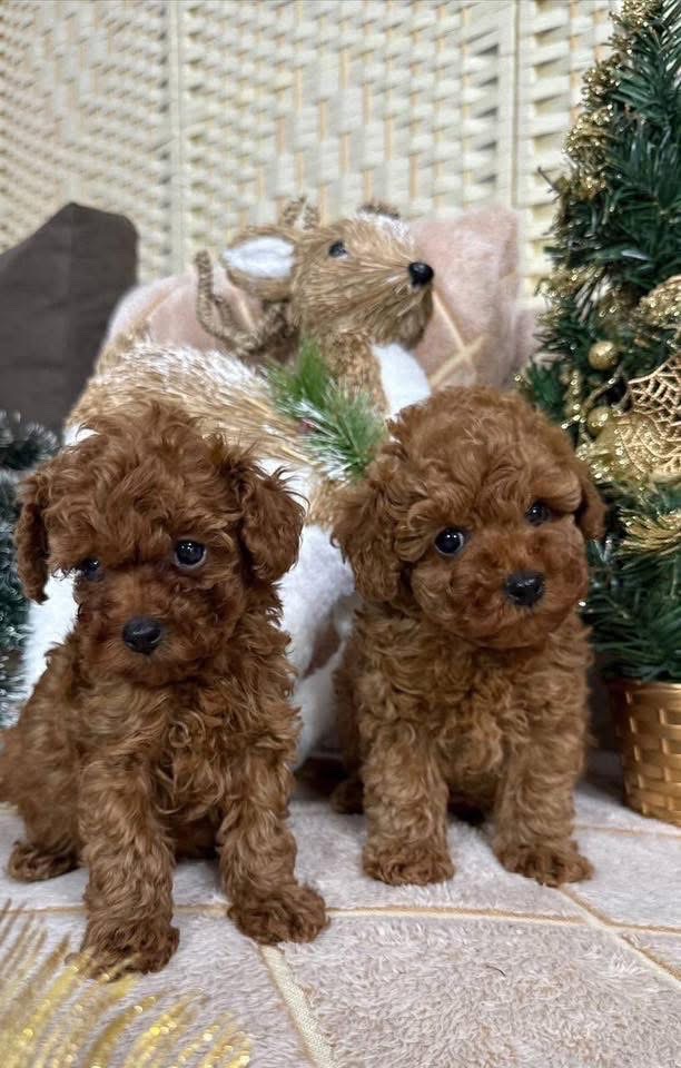 Poodle Specialist