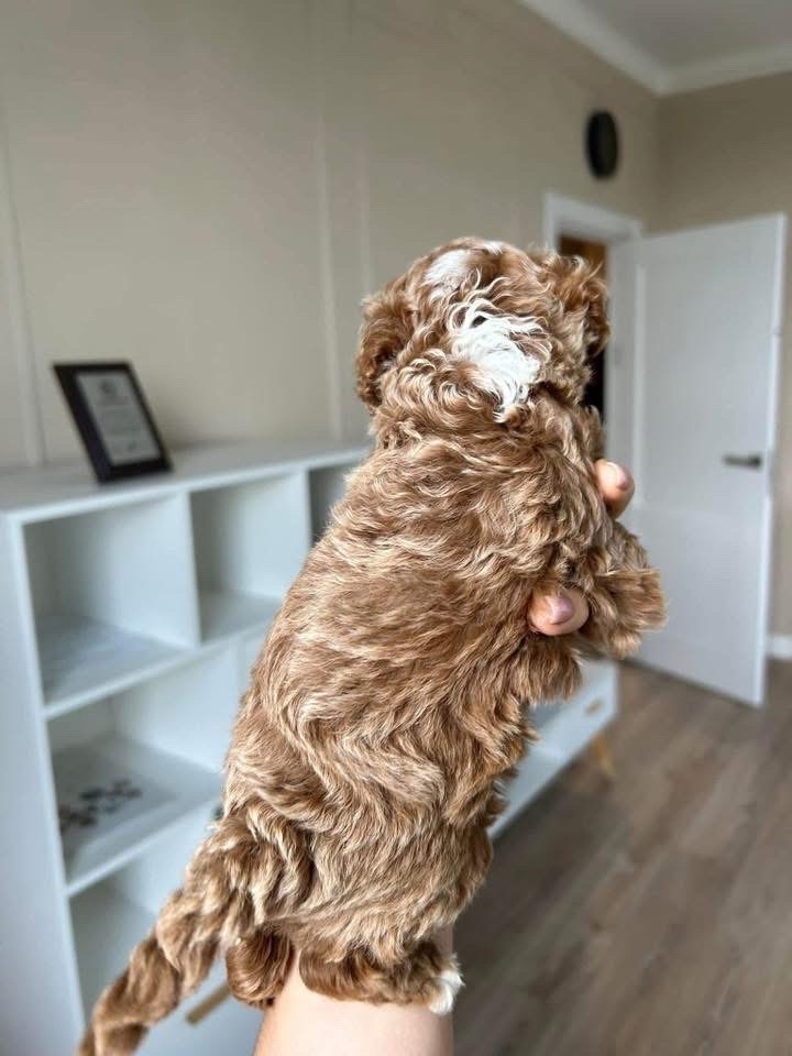 Happy Owner