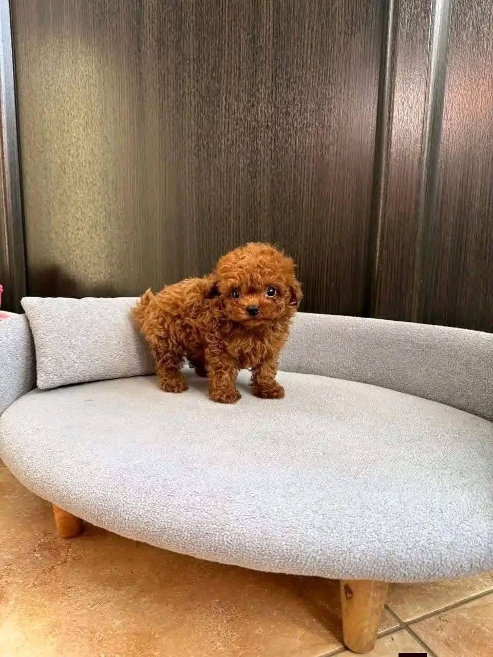 Penny