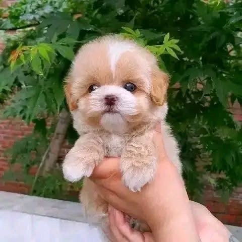 Teacup Puppy 18