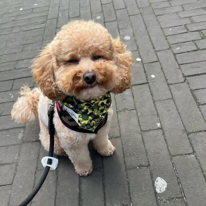 Teacup Puppy 19
