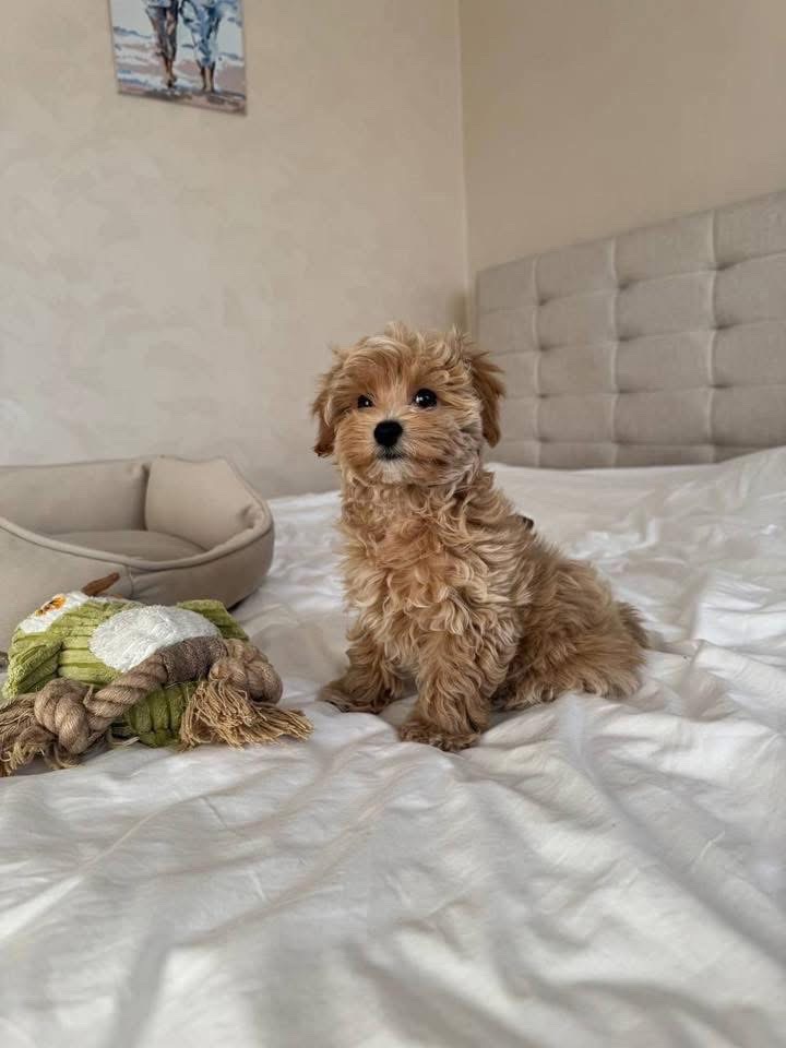 Happy Puppy