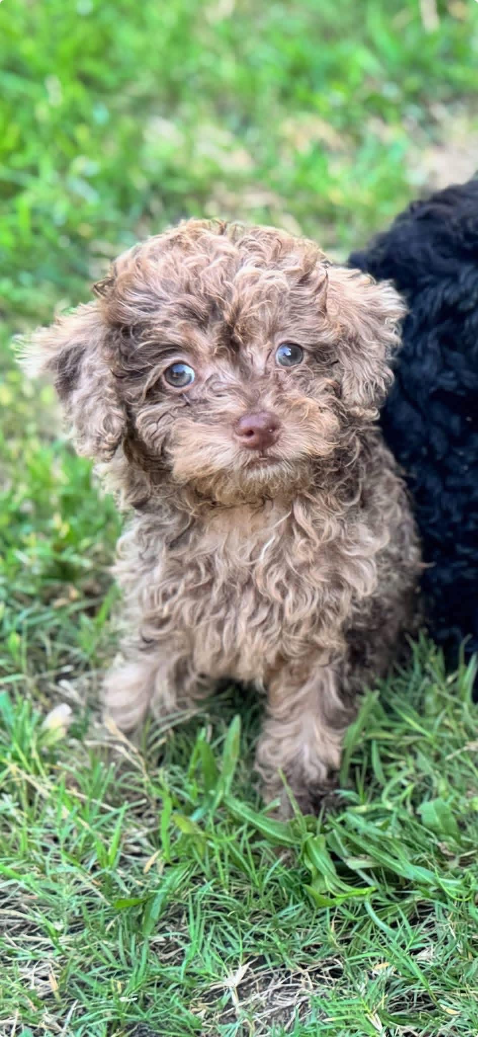Teacup Puppy 20