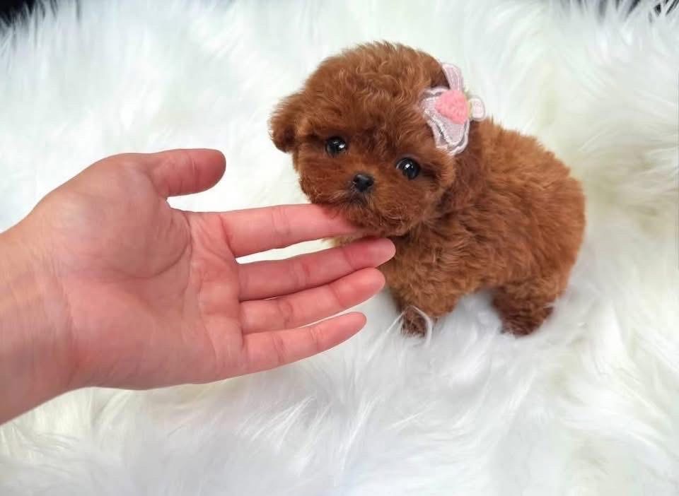 Teacup Poodle