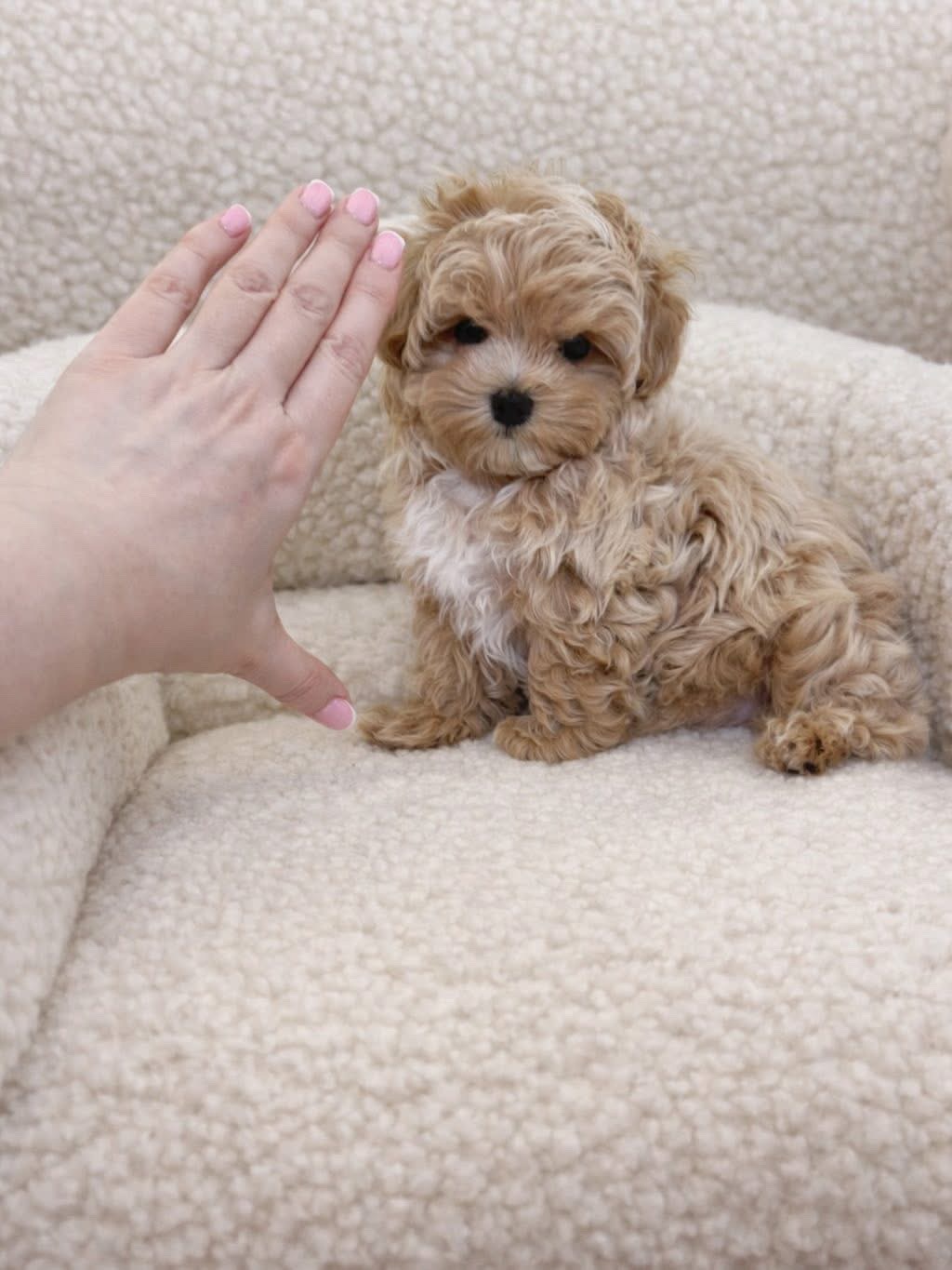 Puppy playing