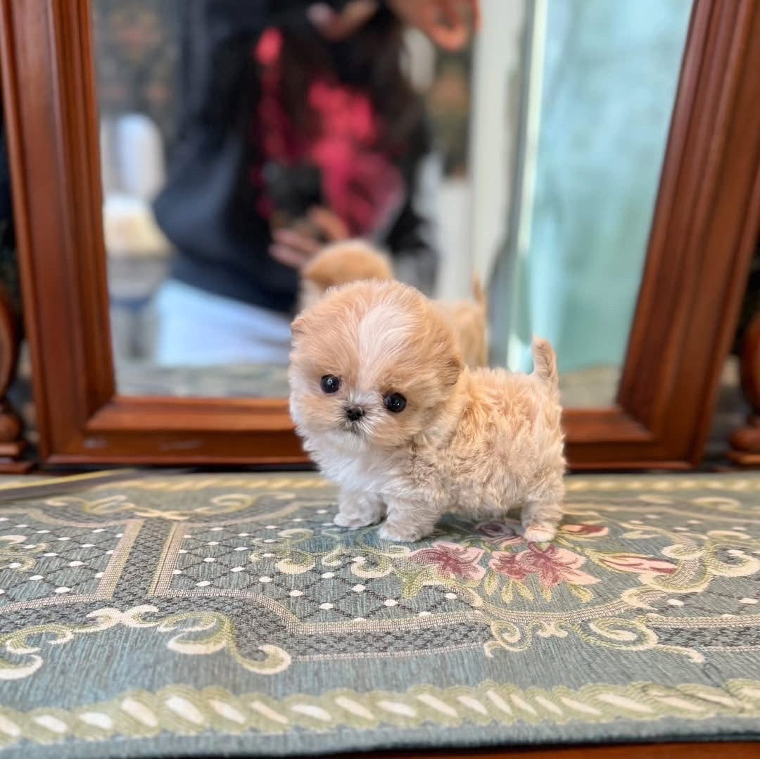 Puppy portrait